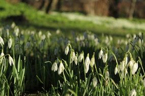 White Snowdrops at Spring Park