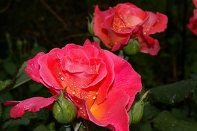 scented rose blooms