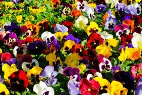 colorful pansies in the parterre