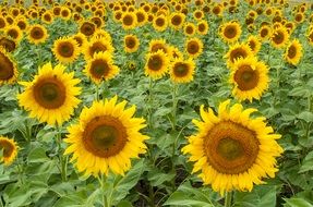 sunflowers on the rural field