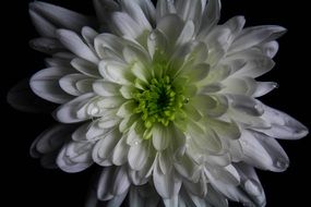 macro photo of a drop of water on a white chrysanthemum