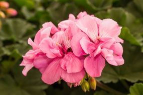 beautiful pink inflorescence on a bush close-up