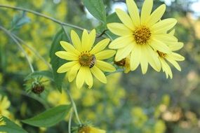 Yellow Flowers and Bee in garden closeup