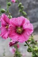 Hollyhock or Passerose