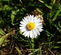 pleasant Daisy Meadow