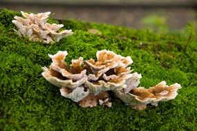 unusual mushrooms on green moss closeup