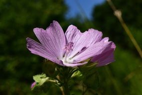 purple mallow like a rose