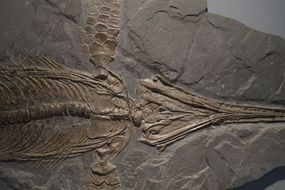 fossil of ichthyosaurs