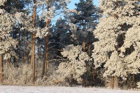 frosty forest on a sunny day