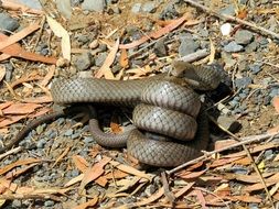 Brown Snake eating a rat, australia