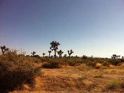 Landscape of arid Desert