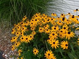 pleasant Susan Garden