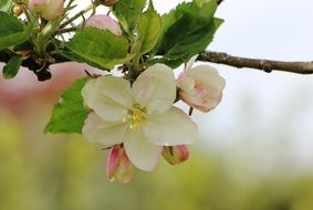 flowering branch of apple tree in spring