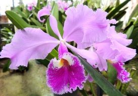stunningly beautiful Orchid