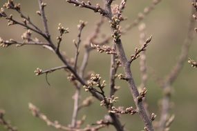 tree buds in early spring close-up on blurred background