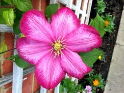 pink clematis on a flowerbed in the garden