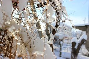 closeup view of magic beauty Snowy Tree