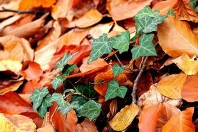 green climbing plant among bright autumn foliage