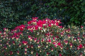 flowering pink hibiscus in spring