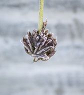 Dried Flower