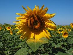 cultivated sunflowers