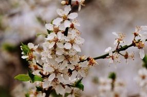 spring lush flowering closeup