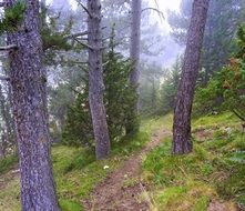 trail for a walk in the forest