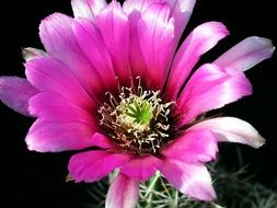 Macro photo of the colorful flower of the cactus