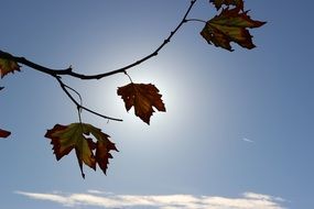 Autumn Leaves on a tree branch