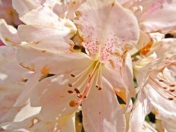 rhododendron flowers close-up on blurred background