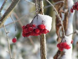 red berries under snow close-up