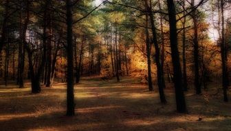 Landscape of the beautiful and colorful autumn forest with a path