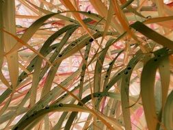 colorful Autumn Grass close up