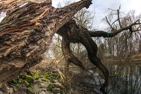 Tree Aue Water