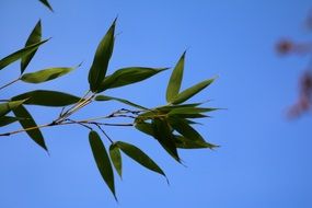 Bamboo Branch Leaves Nature