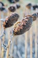 field of dry sunflowers