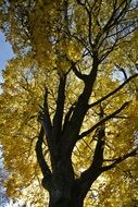 golden Autumn Yellow Foliage