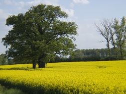 landscape of green tree in yellow field