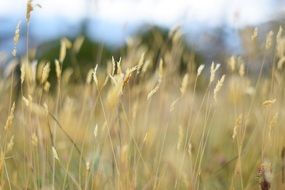 dry grass spikelets