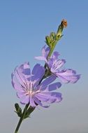pale blue flower of chicory close-up