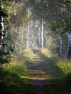 Path Forest Autumn