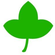 green leaf maple