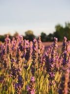 violet lavender field in the evening