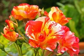 Painter Rose beauty