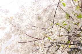 lush white blossom of sakura close-up