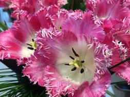 pink-white fringed tulips