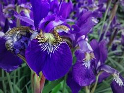 Purple Iris Flower