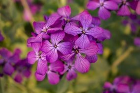 stunning Flower Purple