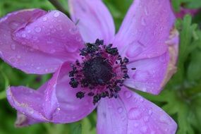 Closeup Picture of Flower with Rain water drops on it