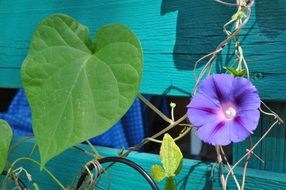 purple climber flower on a blue fence